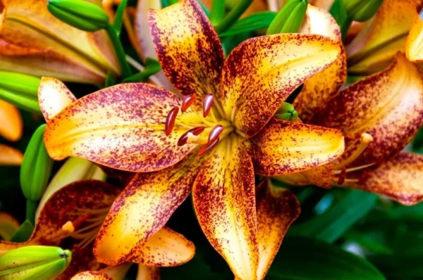 Orange speckled lilies with green leaves.