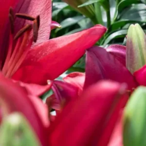 Close-up of vibrant red lilies in bloom.