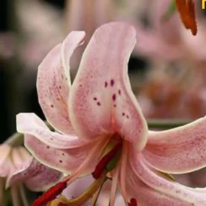 Soft blush lily with freckled recurved petals