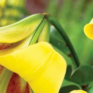 Yellow flower with green leaves, close-up.