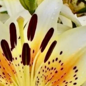 Close-up orange-spotted white lily bloom