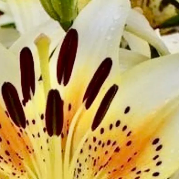 Close-up orange-spotted white lily bloom