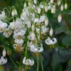 Cluster of white Turk's-cap lilies
