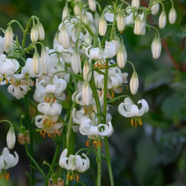 Cluster of white Turk's-cap lilies