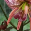 Close-up of a marbled lily flower.
