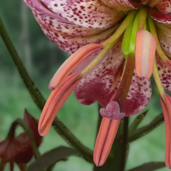 Close-up of a marbled lily flower.
