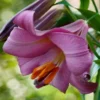 Close-up pink trumpet lily with orange stamens