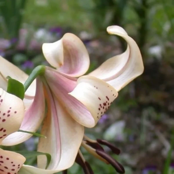 Pale pink and cream speckled lily bloom.
