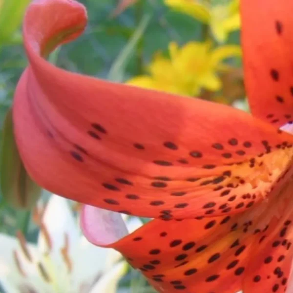 Orange lily petal, black spots.