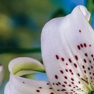 Close-up of a white speckled lily.