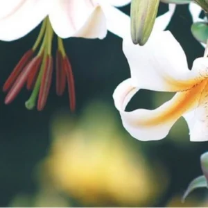Elegant white lilies in bloom.