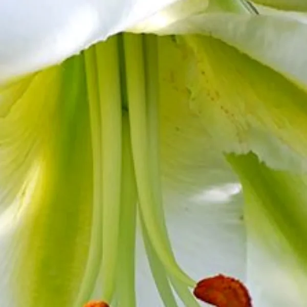 Close-up of a lily's stamens and pistil.