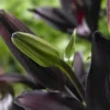 Black lily bud among dark leaves.