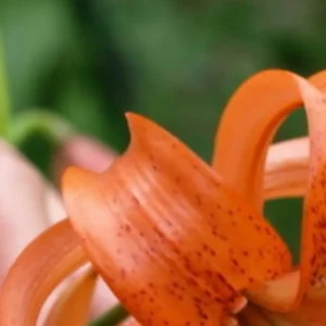 Close-up of an orange lily petal.