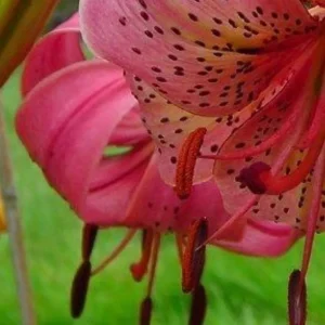 Close-up of pink spotted tiger lily bloom