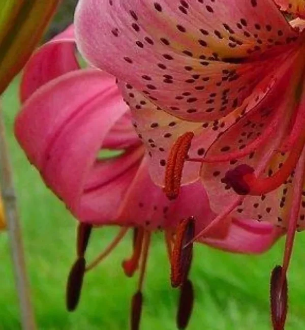 Close-up of pink spotted tiger lily bloom