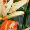 Close-up of orange and cream spotted lily