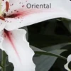 White Oriental lily with pink center