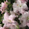 A close up of some pink flowers with the word " waverider " underneath.