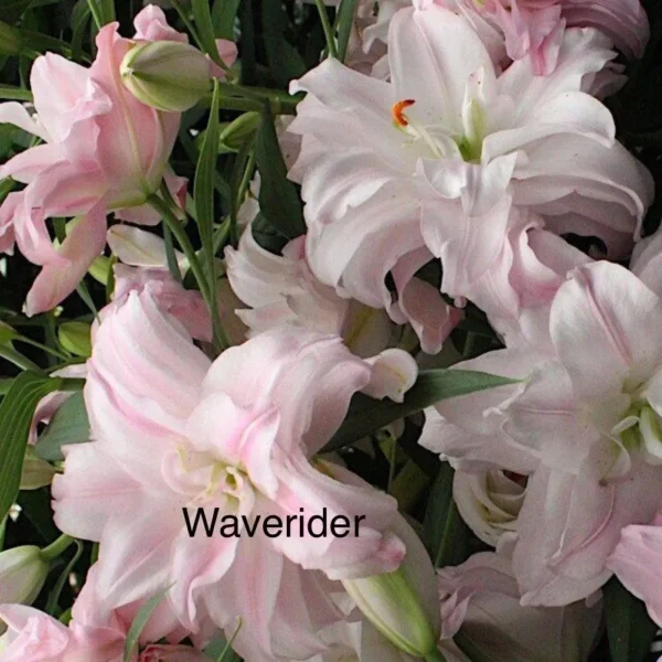 A close up of some pink flowers with the word " waverider " underneath.