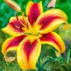 Yellow lily with speckled red center