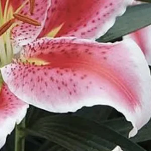 Close-up of pink stargazer lily petal