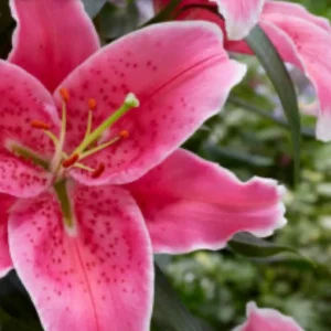 Vibrant pink spotted lily close-up