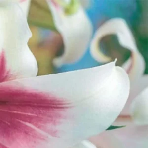 White lily petal with pink streak