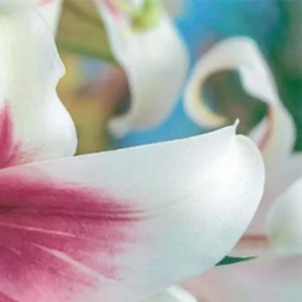 White lily petal with pink streak