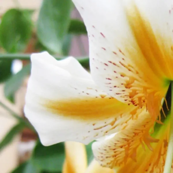 Close-up white and yellow speckled flower
