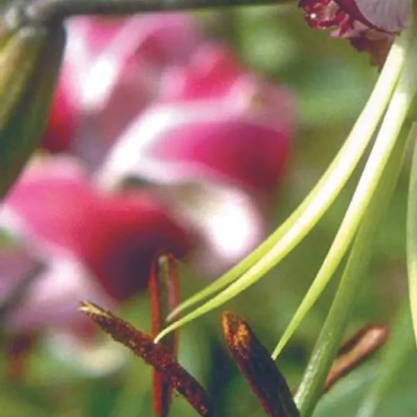 A close up of the stems and leaves of a plant.