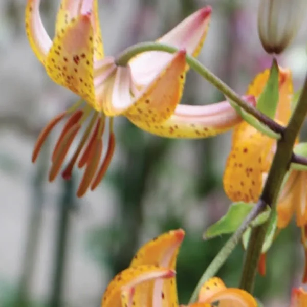 Close-up yellow-orange spotted lily petals