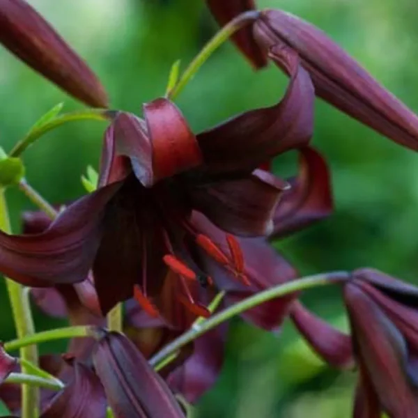 Dark red lilies with green background.