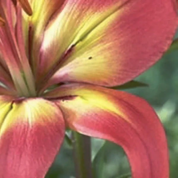 Close-up red and yellow lily petals
