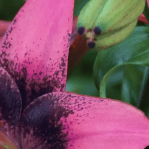Close-up of pink speckled lily flower and bud