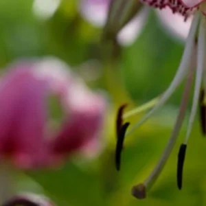 Pink lily with dark anthers against green