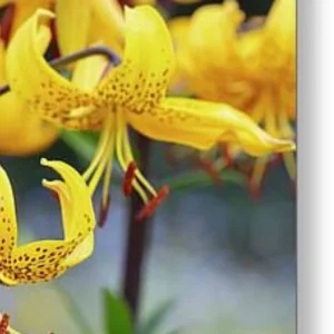 Close-up of speckled yellow lilies
