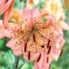 Peach spotted lily close-up with dark stamens