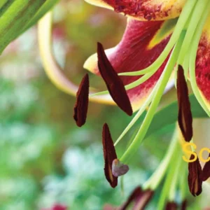 Red-lipped lily stamens with dark brown anthers