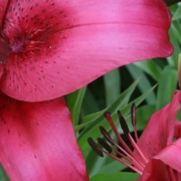 Vibrant pink lily close-up with green leaves