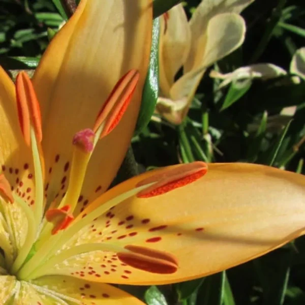 Orange lily with spotted petals in sunlight.