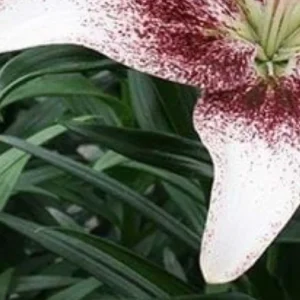 Speckled lily petal above green leaves