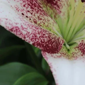 White lily petal with dense red speckles