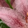 Close-up of speckled pink lily petal