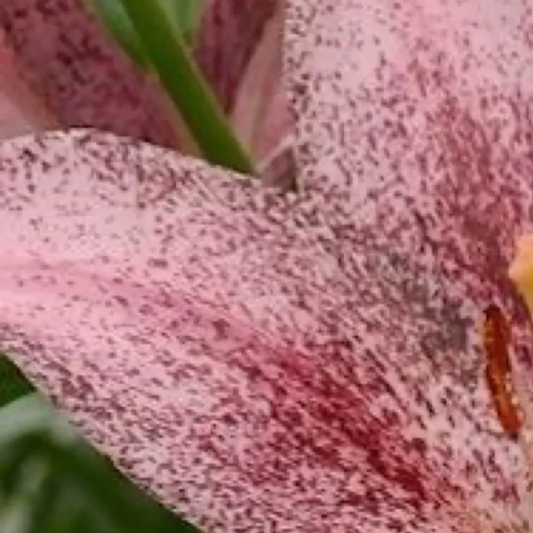 Close-up of speckled pink lily petal