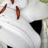 White lily close-up with brown anthers