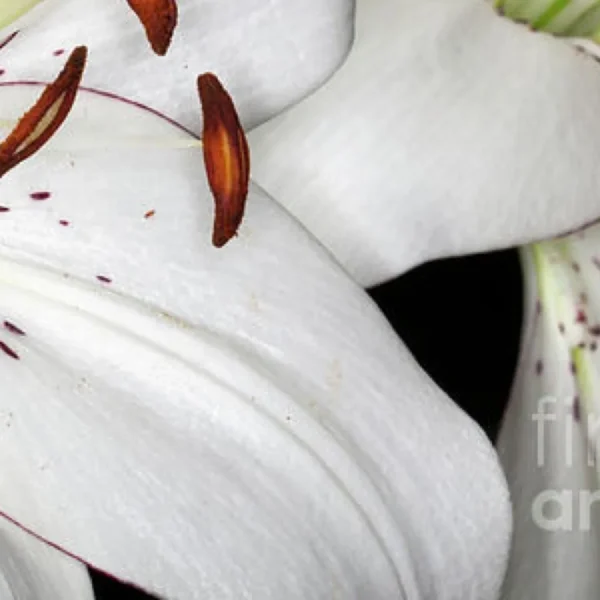 White lily close-up with brown anthers