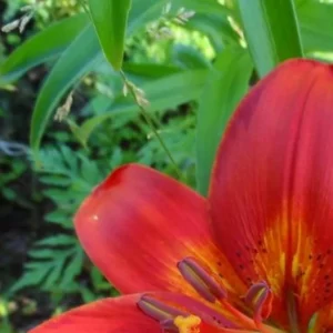 Close-up red lily with yellow throat