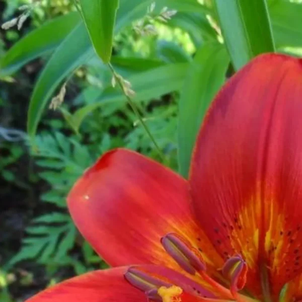 Close-up red lily with yellow throat