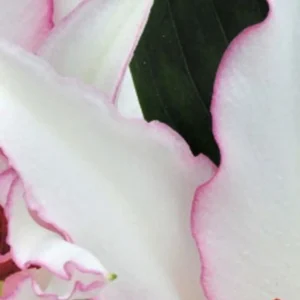 Close-up white petals with pink ruffled edges
